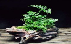 哪幾種裝修材料會受到嚴(yán)重的甲醛污染