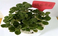 甲醛檢測(cè)處理真的有用嗎？