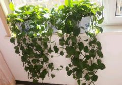 甲醛污染忌視而不見，快給你的新居通通風吧！