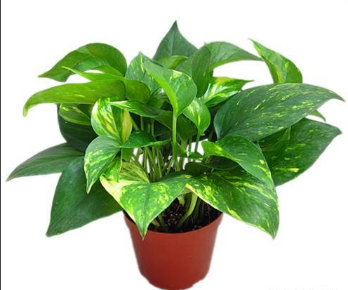 佛山新房裝修除甲醛方法相關知識 甲醛超標的危害